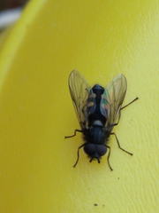 Syrphus octomaculatus