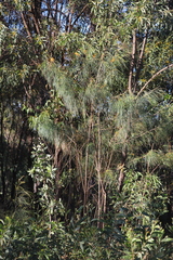 Grevillea pteridifolia