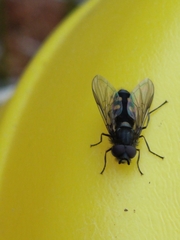 Syrphus octomaculatus