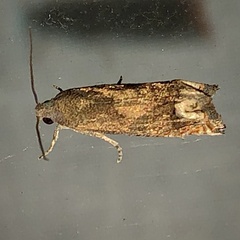 Epiblema strenuana
