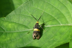 Nemophora decisella