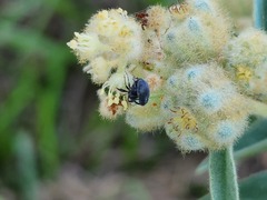 Curculionoidea