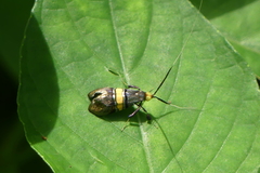 Nemophora decisella