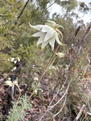 Actinotus helianthi