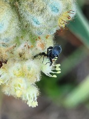 Curculionoidea