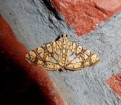 Glyphodes caesalis