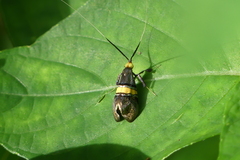 Nemophora decisella