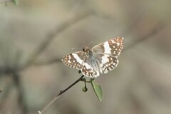 Heliopetes domicella