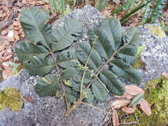 Meliaceae