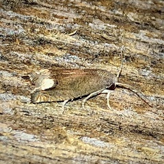Epiblema strenuana
