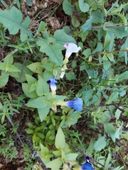 Torenia fournieri