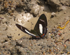 Siseme alectryo spectanda