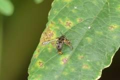 Tyrictaca yoshiyasui