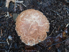 Tricholoma caligatum