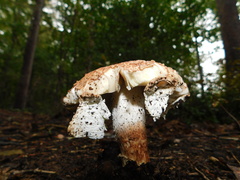 Tricholoma caligatum