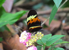 Heliconius numata