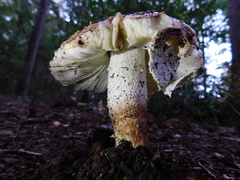 Tricholoma caligatum