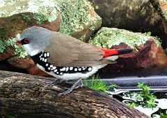 Stagonopleura guttata