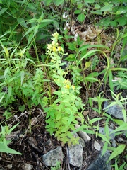 Hypericum attenuatum