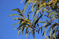 Acacia brassii