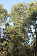 Acacia brassii