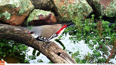 Stagonopleura guttata