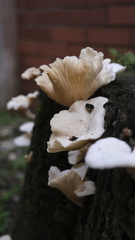 Lentinus scleropus