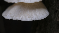 Lentinus scleropus