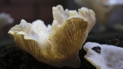 Lentinus scleropus
