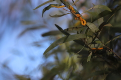 Acacia brassii