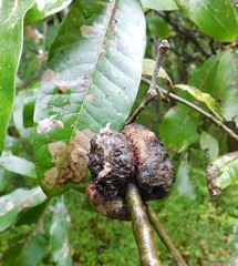 Callirhytis quercuscornigera