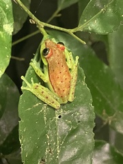 Dendropsophus rhodopeplus