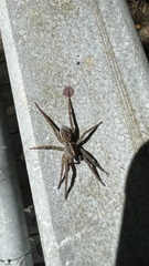 Tigrosa georgicola
