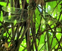 Triacanthagyna septima