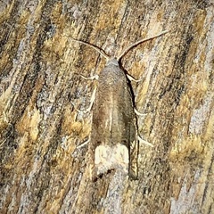 Epiblema strenuana