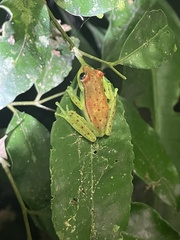 Dendropsophus rhodopeplus