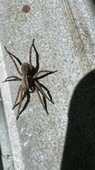 Tigrosa georgicola