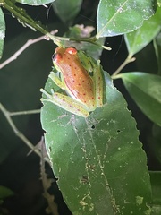 Dendropsophus rhodopeplus