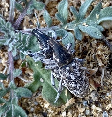 Cyphocleonus achates