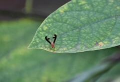 Toxonevra superba