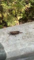 Tettigidea lateralis