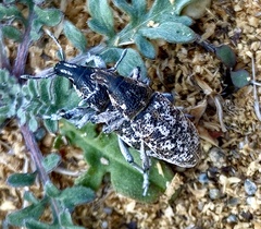 Cyphocleonus achates