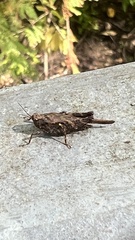 Tettigidea lateralis