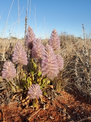 Ptilotus exaltatus