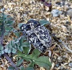 Cyphocleonus achates