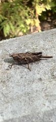Tettigidea lateralis