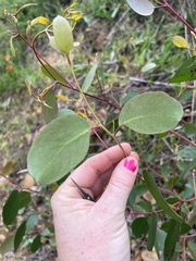 Eucalyptus baxteri