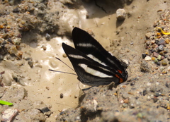 Siseme alectryo spectanda