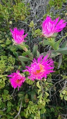 Carpobrotus quadrifidus