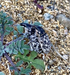 Cyphocleonus achates